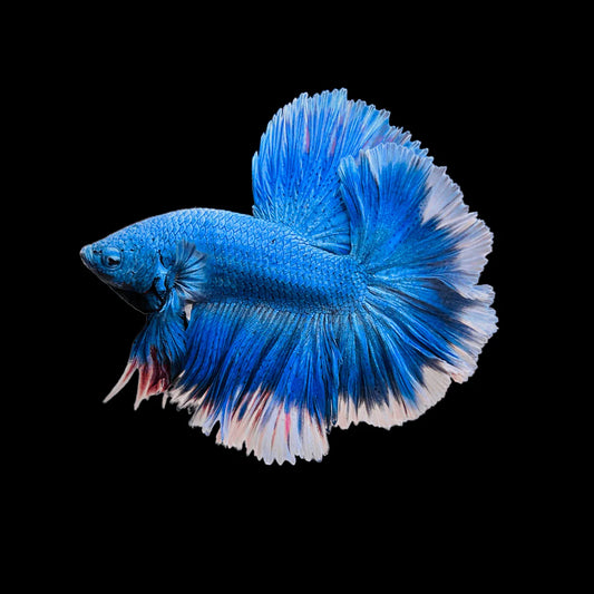 blue butterfly halfmoon male betta
