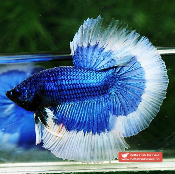Blue butterfly halfmoon male betta