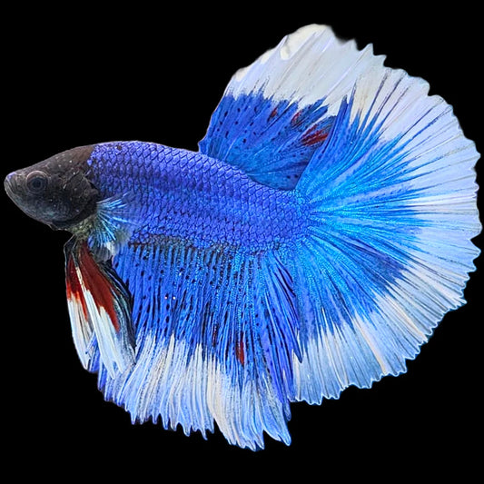 Blue butterfly halfmoon male betta