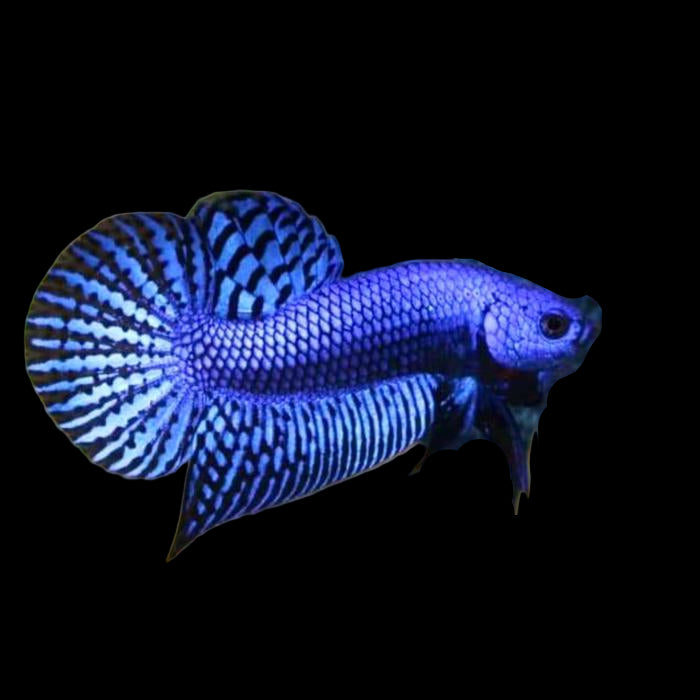 Blue Alien Male Betta (pack of 5)