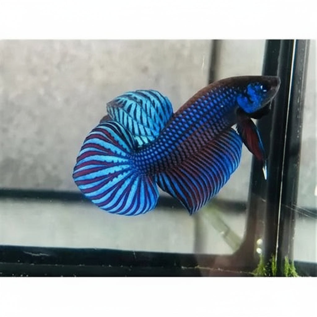 blue mahachai wild male betta