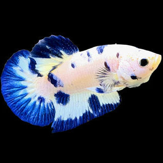 blue marble dot plakat male betta