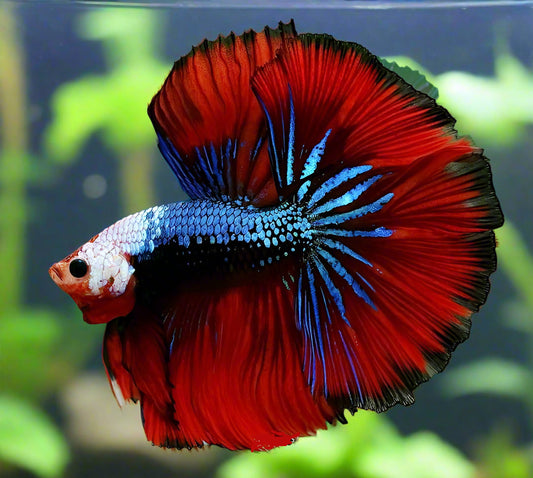 blue scales red peacock halfmoon male betta