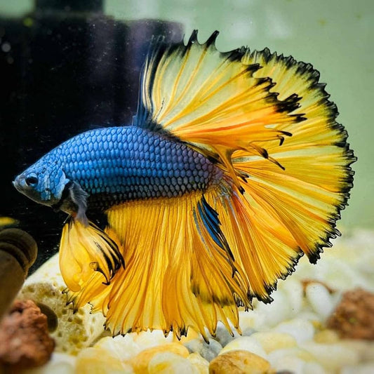 bumblebee Mustard gas halfmoon male betta