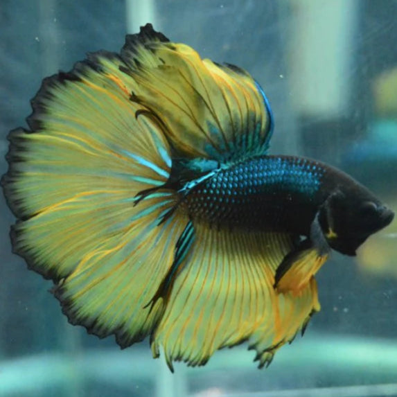 bumblebee halfmoon mustard gas male betta fish