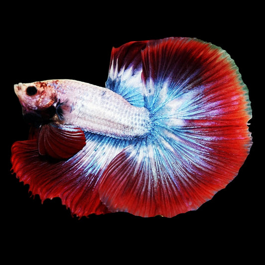 butterfly flag pattern halfmoon male betta