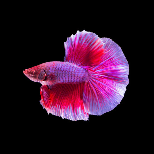 butterfly flag pattern male betta halfmoon