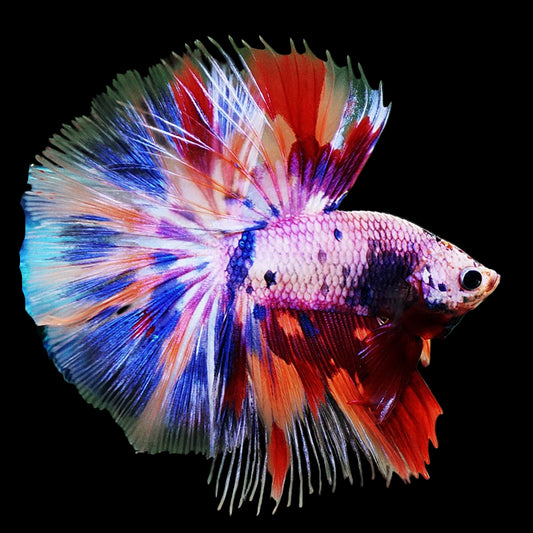 candy marble halfmoon male betta