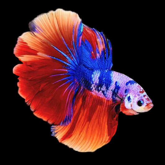candy marble over halfmoon male betta