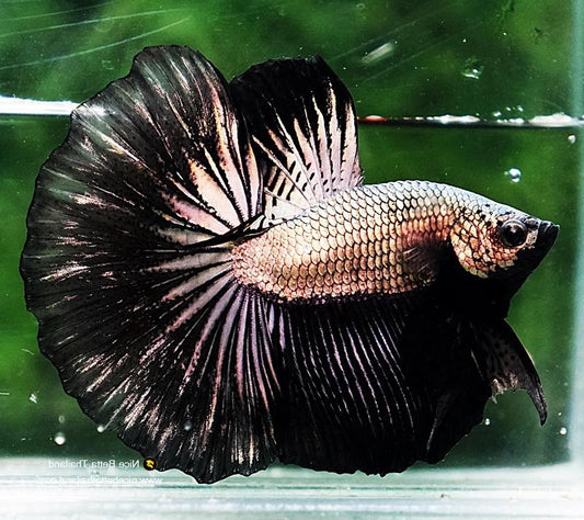 copper dragon Halfmoon Male betta fish