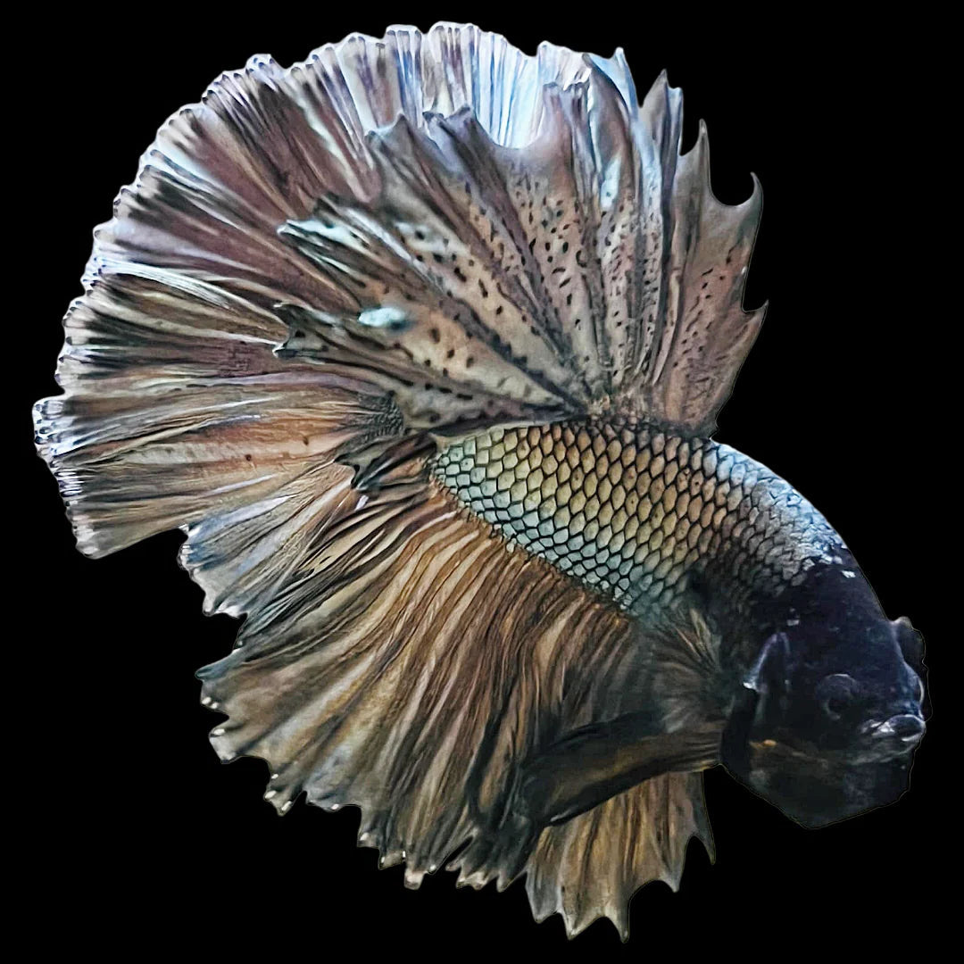 copper scales light tone Halfmoon betta male