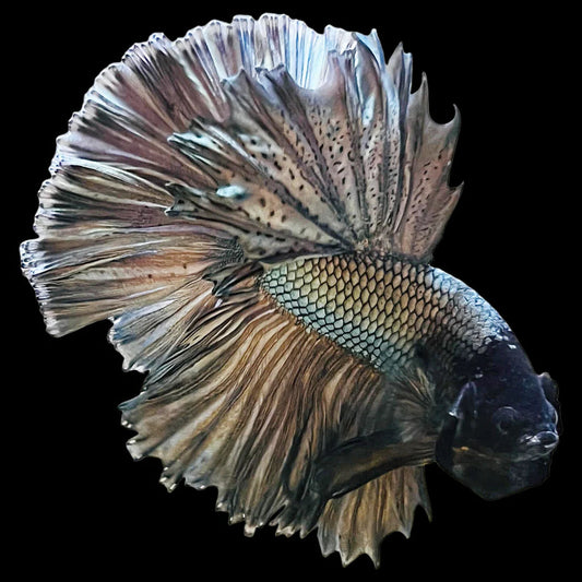 copper scales light tone Halfmoon betta male