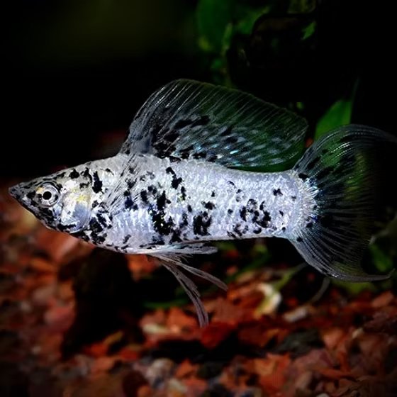 MOLLIES - DALMATIAN SAILFIN PAIRS