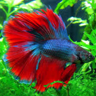 dark tone double tail betta male