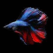 double tail dark tone male betta