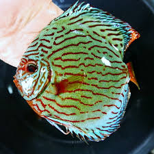 Discus - BRILLIANT