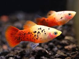 PLATIES - CRYSTAL TUXEDO PLATY
