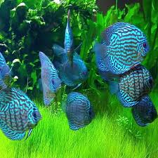 Discus - BLUE TURQUOISE