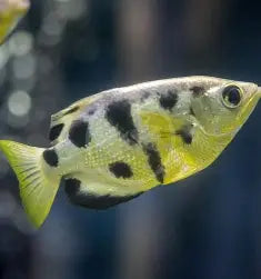 BRACKISH - ARCHER CLOUDED