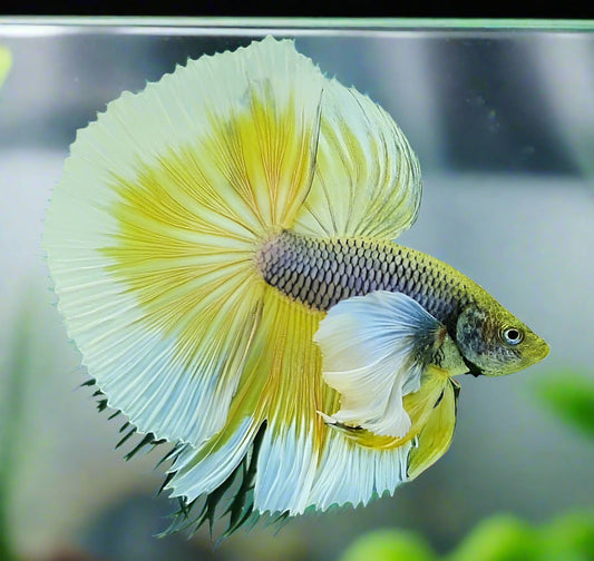 dumbo ear halfmoon pineapple male betta