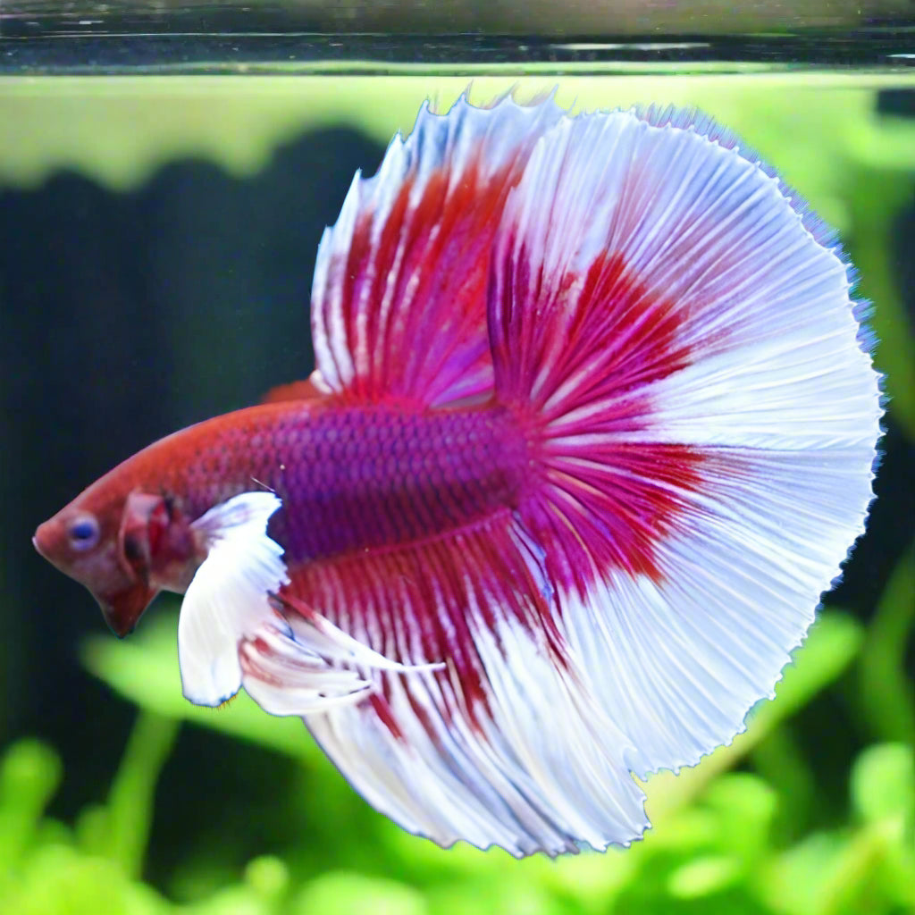 dumbo ear lavender halfmoon male betta
