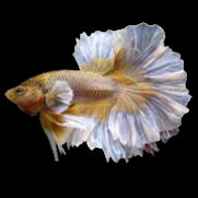 dumbo ear pineapple halfmoon male betta
