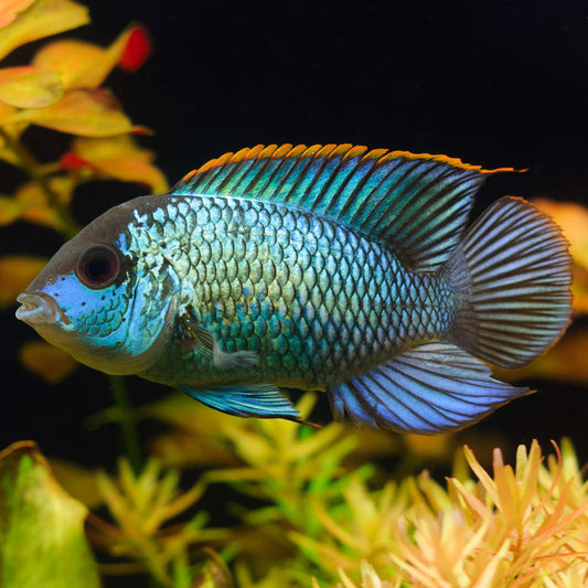 electric blue acara south american cichlid