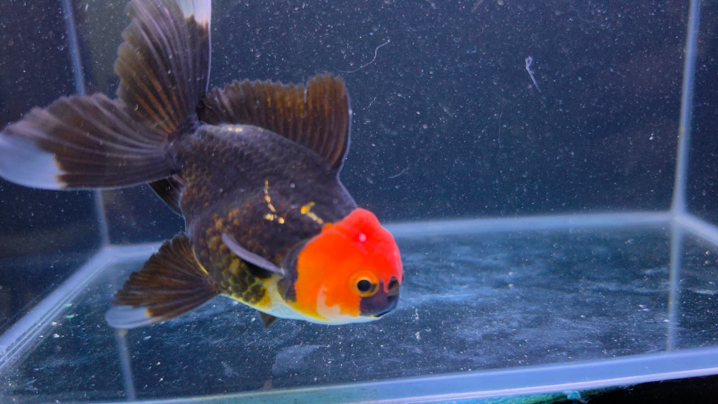 RARE - Premium Thai Fancy Oranda (Male Black Body Red Cap) 2.5" Body – | Exact Fish