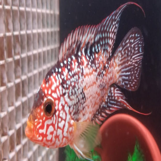 faded super red texas cichlid