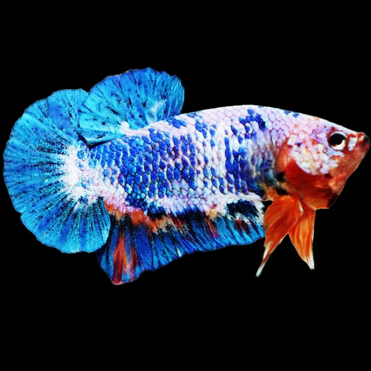 fancy marble plakat male betta