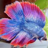 Flag pattern double tail male betta