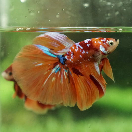 galaxy nemo koi halfmoon male betta