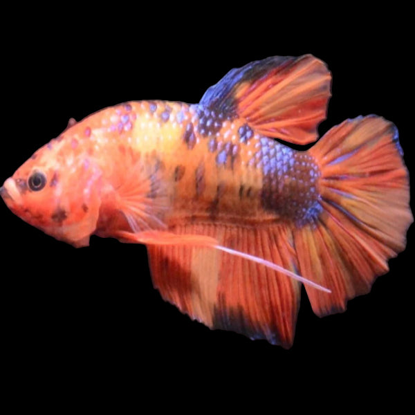 nemo koi giant male betta