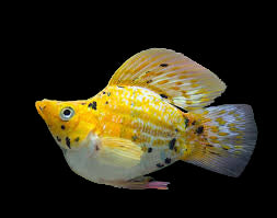 gold creamsicle balloon molly