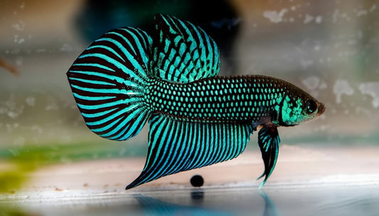 green mahachai wild betta male