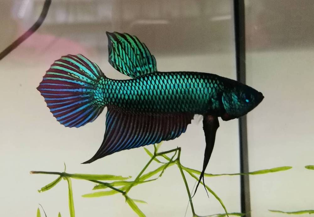 green original splendens male wild betta
