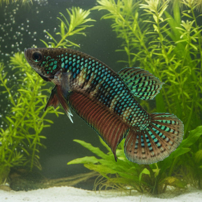 green smaragdina wild female betta