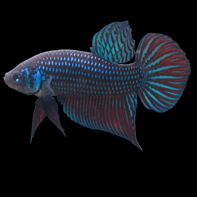 green smaragdina wild male betta