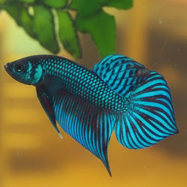 green smaragdina male betta wild