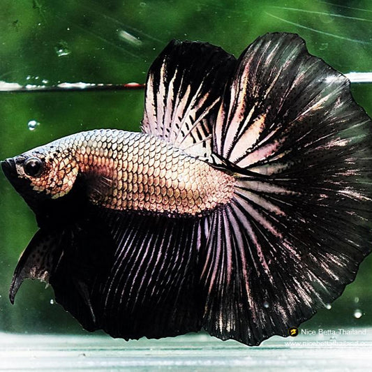 halfmoon black dragon Male Betta
