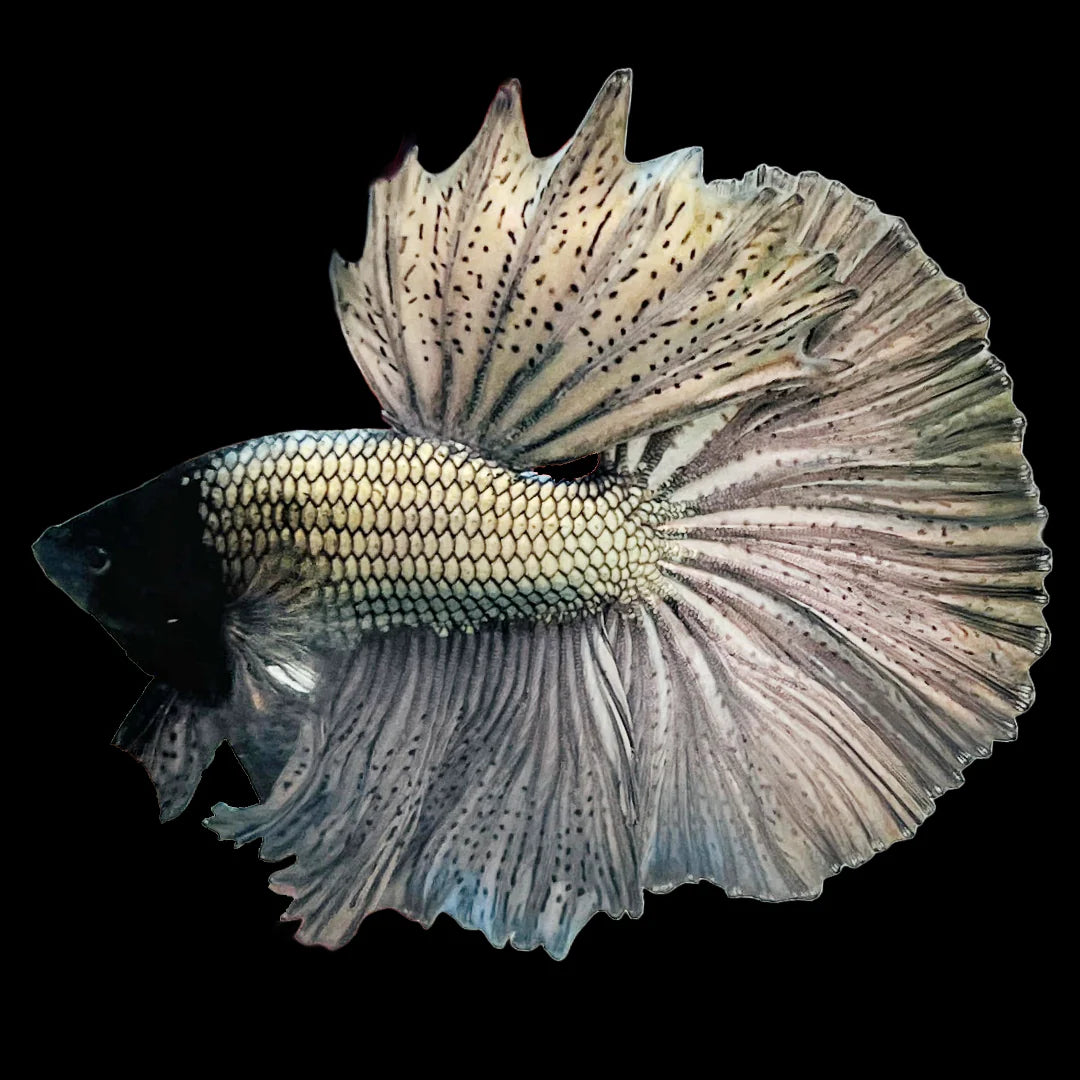 halfmoon silver dragon Male Betta Fish