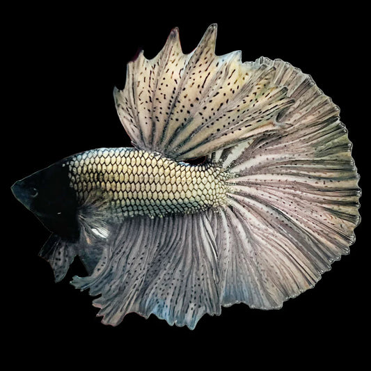 halfmoon silver dragon Male Betta Fish