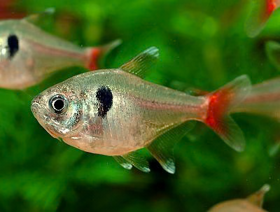 RED TAIL YELLOW PHANTOM