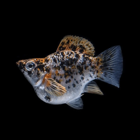 TRICOLOUR BALLOON MOLLY