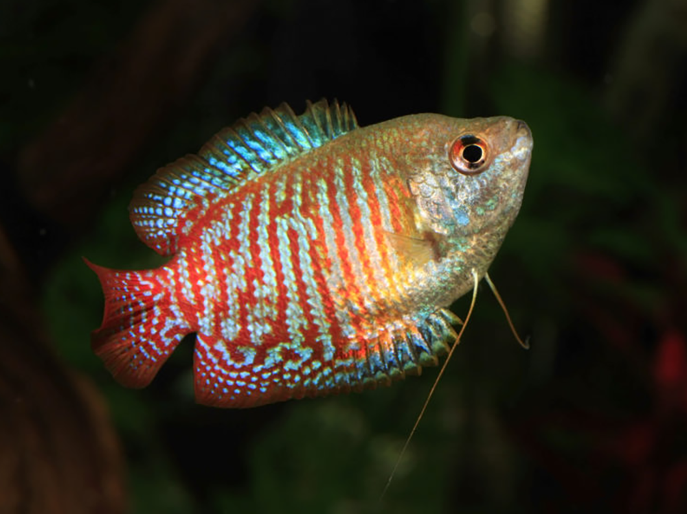 GOURAMIES - RED SPOTTED GOURAMI