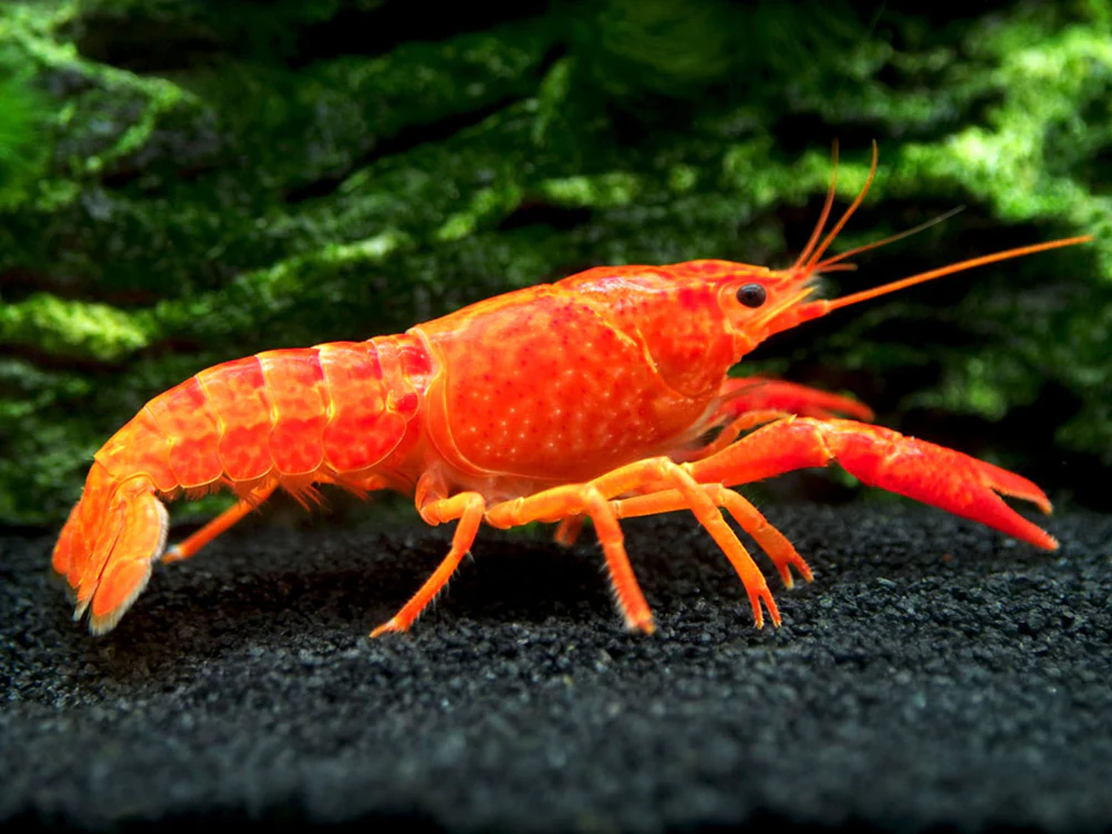 NEON ORANGE LOBSTER