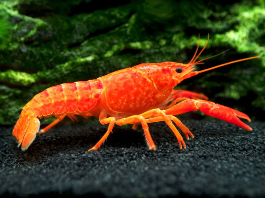 NEON ORANGE LOBSTER
