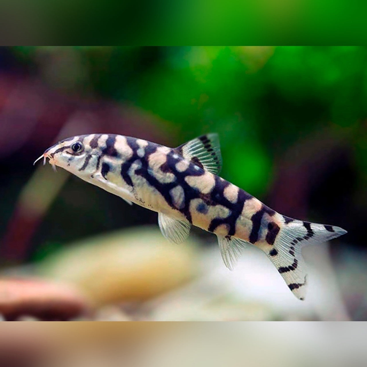 LOACH - BOTIA LOHACHATA / YOYO