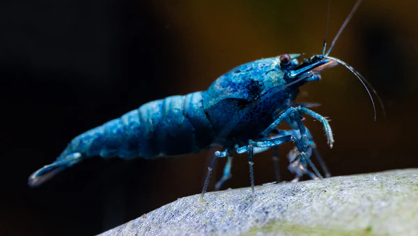 Extreme Blue Bolt ss