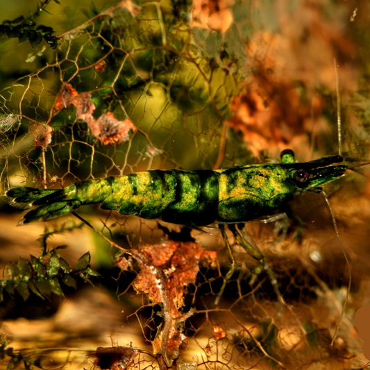 Green Venom
